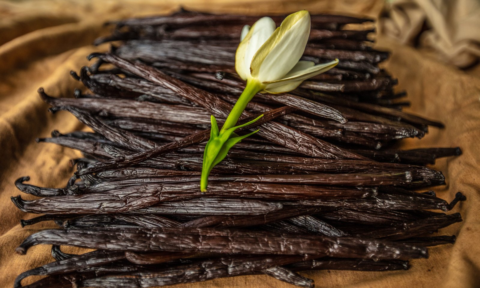 Premium Vanilla from Indonesia
